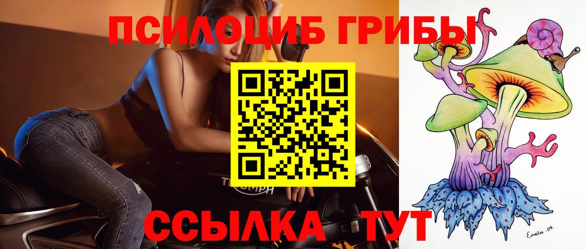 Губкин  Галлюциногенные грибы Psilocybine cubensis  Вход с VPN 